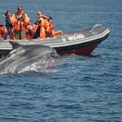 Observer les dauphins dans l'ocean